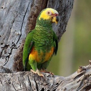 A wild Yellow-faced Parrot perches on a limb