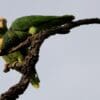 Wild Yellow-faced Parrots interact