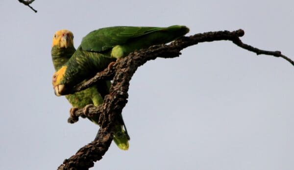 Wild Yellow-faced Parrots interact