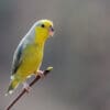 A wild Yellow-faced Parrotlet perches on a stem