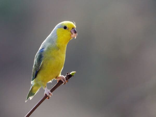 A wild Yellow-faced Parrotlet perches on a stem