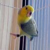 A companion Yellow-faced Parrotlet clings to cage wire