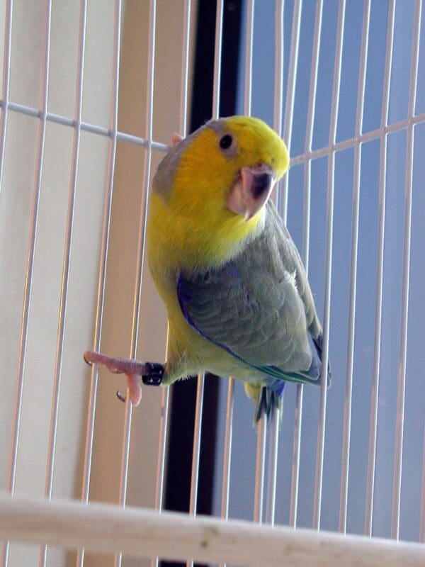 A companion Yellow-faced Parrotlet clings to cage wire