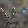 Wild Yellow-faced Parrotlets perch on a bare tree, with one taking flight