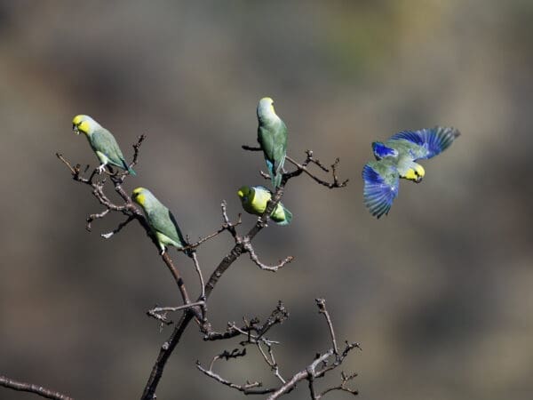 Wild Yellow-faced Parrotlets perch on a bare tree, with one taking flight