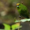 © Dash Huang CC BY-NC-SA 2.0 via Flickr A wild Yellow-fronted Parakeet clings to a stem