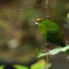 © Dash Huang CC BY-NC-SA 2.0 via Flickr A wild Yellow-fronted Parakeet clings to a branch