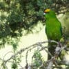 © Nick Athanas CC BY-NC-SA 2.0 via Flickr A wild Yellow-fronted Parakeet perches in a tree