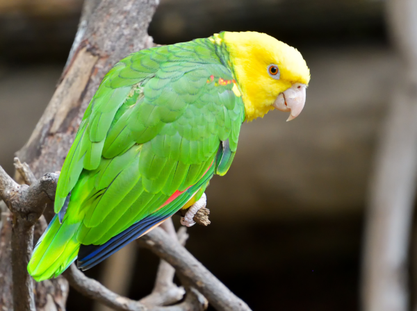 A Yellow-headed Amazon perches on a branch