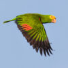 A wild Yellow-headed Amazon in flight