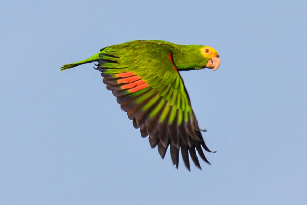 A wild Yellow-headed Amazon in flight