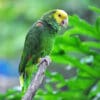 A wild Yellow-headed Amazon call from a perch