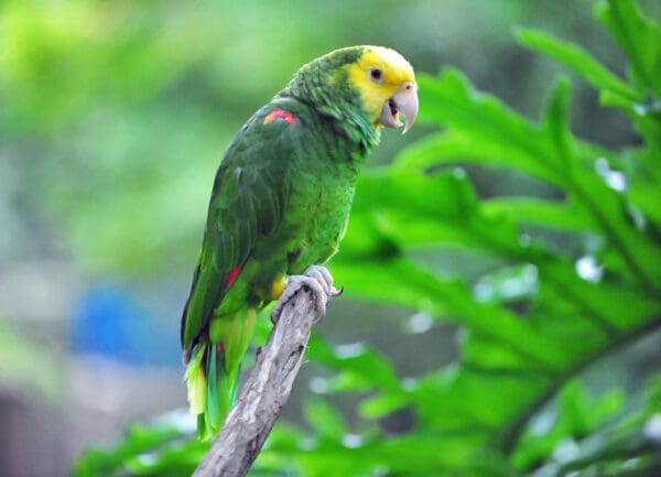 A wild Yellow-headed Amazon call from a perch