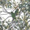 A wild Yellow-lored Amazon pair perches in a tree