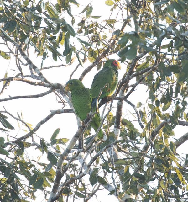 A wild Yellow-lored Amazon pair perches in a tree