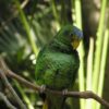 Female Yellow-lored Amazon perches on a branch