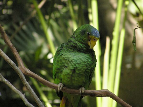 Female Yellow-lored Amazon perches on a branch