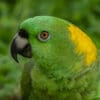 © Corey Raffel A closeup of a Yellow-naped Amazon