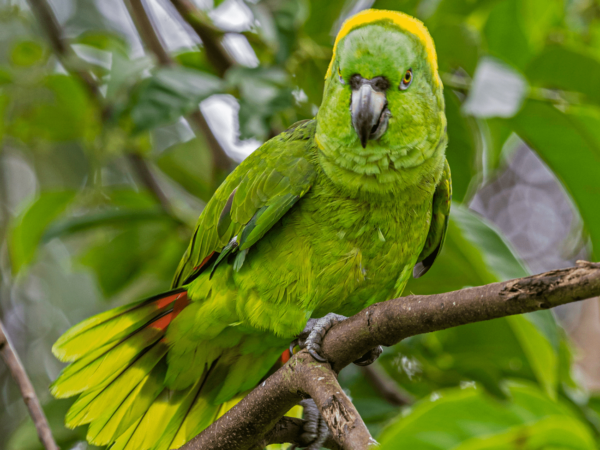 Yellow-naped Amazons: Rescue from Trade