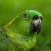 © Corey Raffel A closeup of a Yellow-naped Amazon