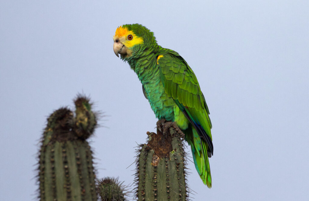 A wild Yellow-shouldered Amazon perches on a cactus