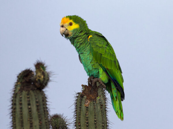 Yellow-shouldered Amazon Recovery