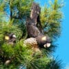 Wild Yellow-tailed Black Cockatoos feed on cones