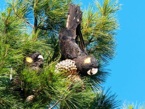 Wild Yellow-tailed Black Cockatoos feed on cones