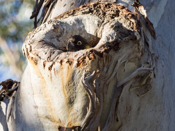 A wild Yellow-tailed Black Cockatoo peeks out from a nest cavity