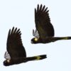 Wild Yellow-tailed Black Cockatoos in flight