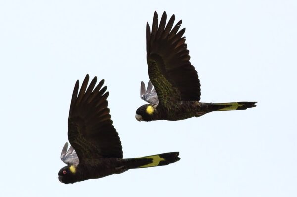 Wild Yellow-tailed Black Cockatoos in flight