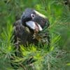 A wild Yellow-tailed Black Cockatoo feeds on cones