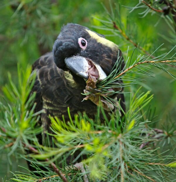 A wild Yellow-tailed Black Cockatoo feeds on cones