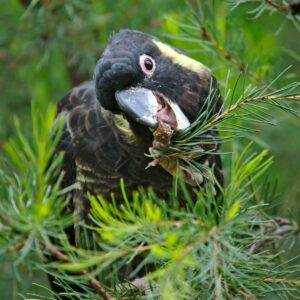 A wild Yellow-tailed Black Cockatoo feeds on cones