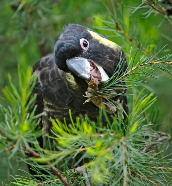 A wild Yellow-tailed Black Cockatoo feeds on cones