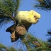 A wild leucistic Yellow-tailed Black Cockatoo perches in a tree