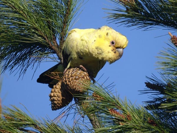 A wild leucistic Yellow-tailed Black Cockatoo perches in a tree