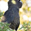 A wild Yellow-tailed Black Cockatoo perches in a tree