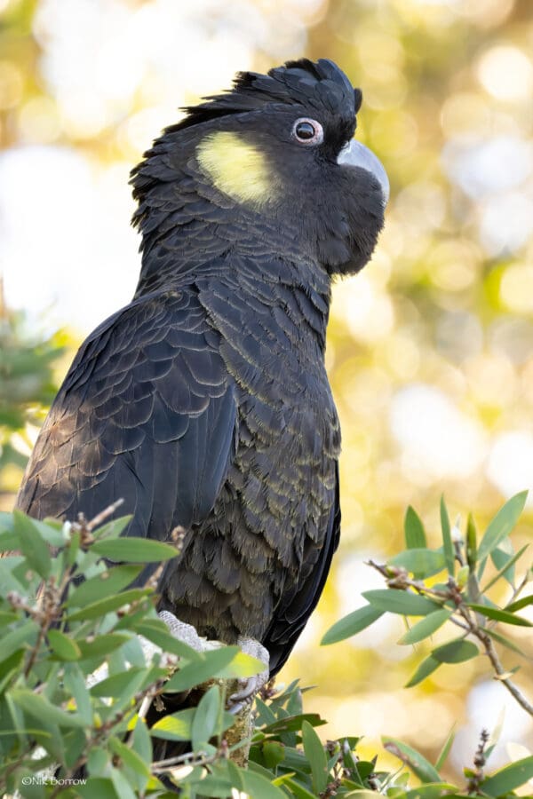A wild Yellow-tailed Black Cockatoo perches in a tree