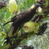 A wild Yellow-tailed Black Cockatoo feeds on blossoms