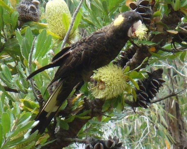 A wild Yellow-tailed Black Cockatoo feeds on blossoms