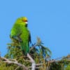 A wild Yellow-fronted Parakeet