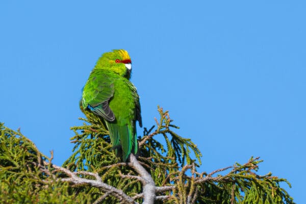 A wild Yellow-fronted Parakeet