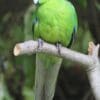 A Yellow-fronted Parakeet perches on a branch