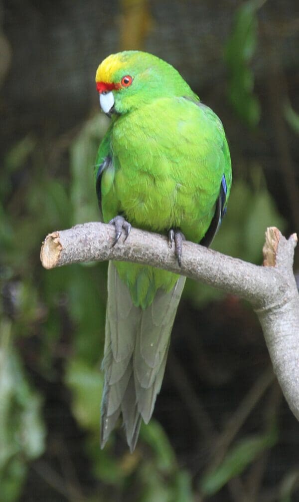 A Yellow-fronted Parakeet perches on a branch