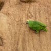 © Corey Raffel A wild Yellow-crowned Amazon takes soils at a clay lick