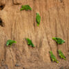 © Corey Raffel Wild Yellow-shouldered Amazons take soils at a clay lick
