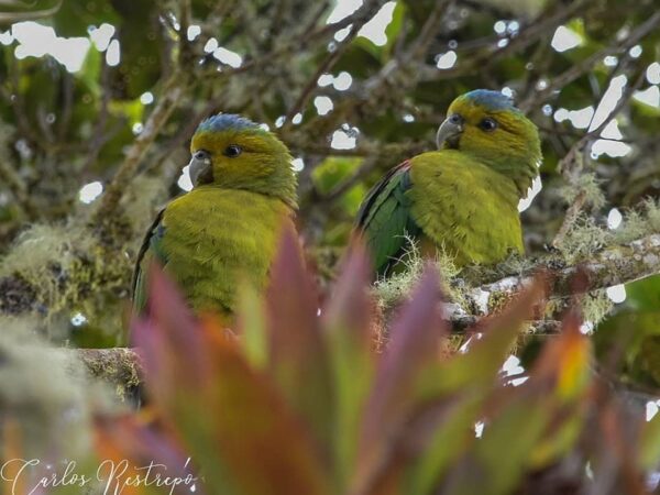 Indigo-winged Parrot Research and Conservation