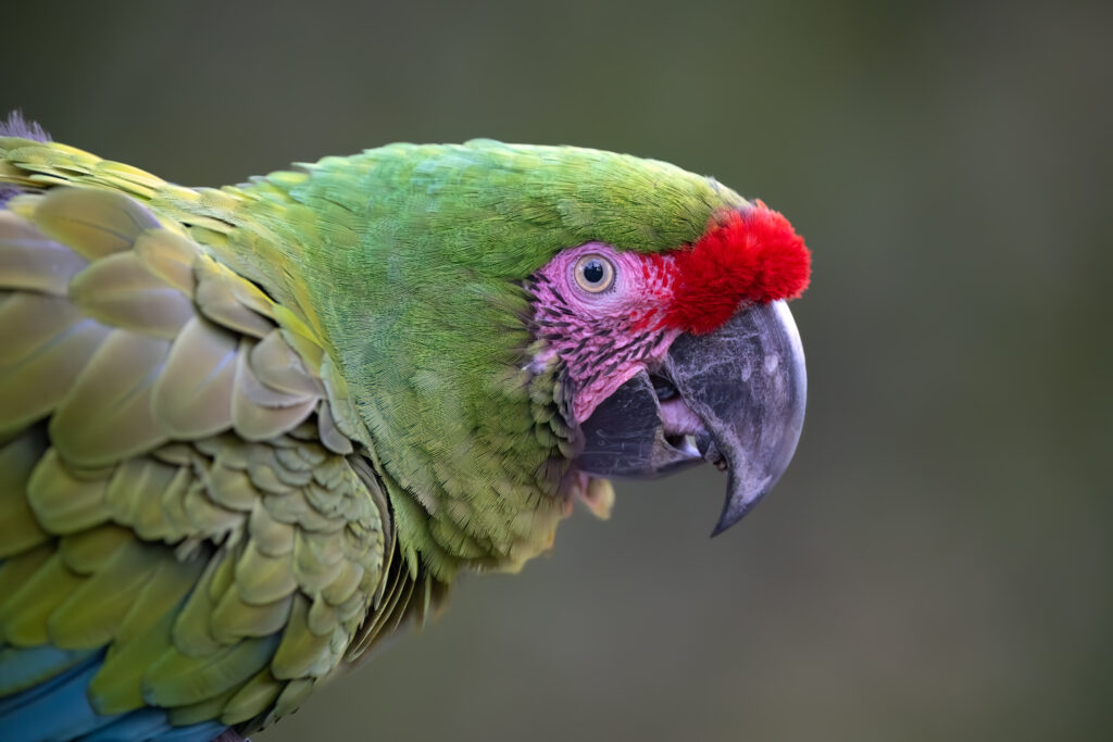 A closeup of a wild Military Macaw