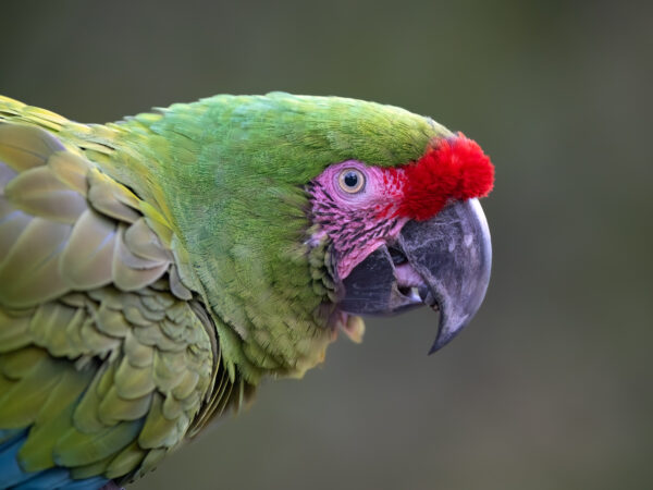 Military Macaw Conservation